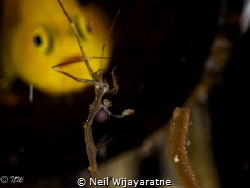 A yellow lemon goby looking at a skeleton shrimp by Neil Wijayaratne 